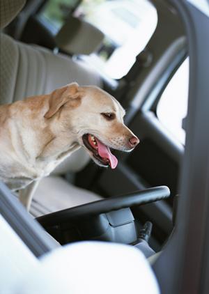 さまざまなサービスがある車検の会社